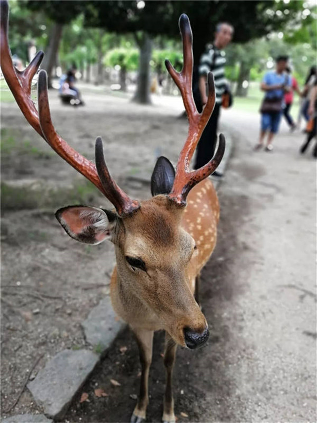http://njhuacai.com/_xystcdn_/uploadfiles/image/20190830/548cbac94e9808a36e93a1c1e8f4c3ac.jpg